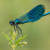 Demoiselle