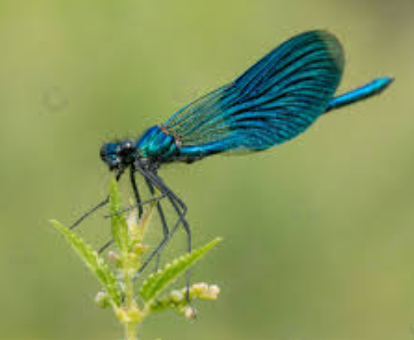 Demoiselle