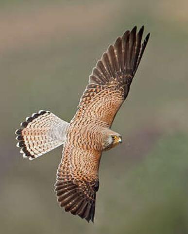 Les éoliennes tueuses de faucons durement sanctionnées