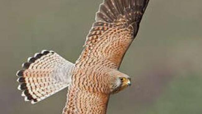 Les éoliennes tueuses de faucons durement sanctionnées