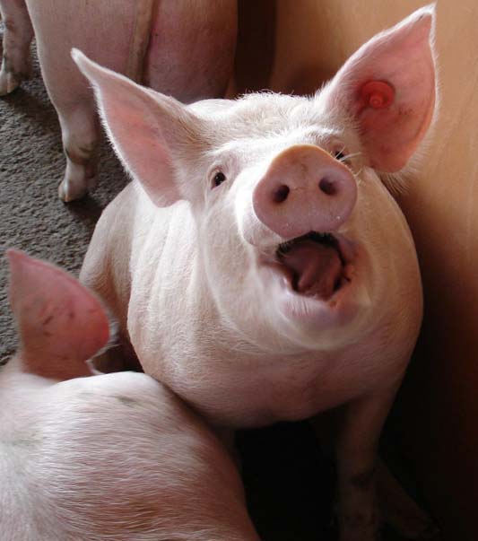 Coup de groin sur le hashtag balance ton porc, loi du plus porc